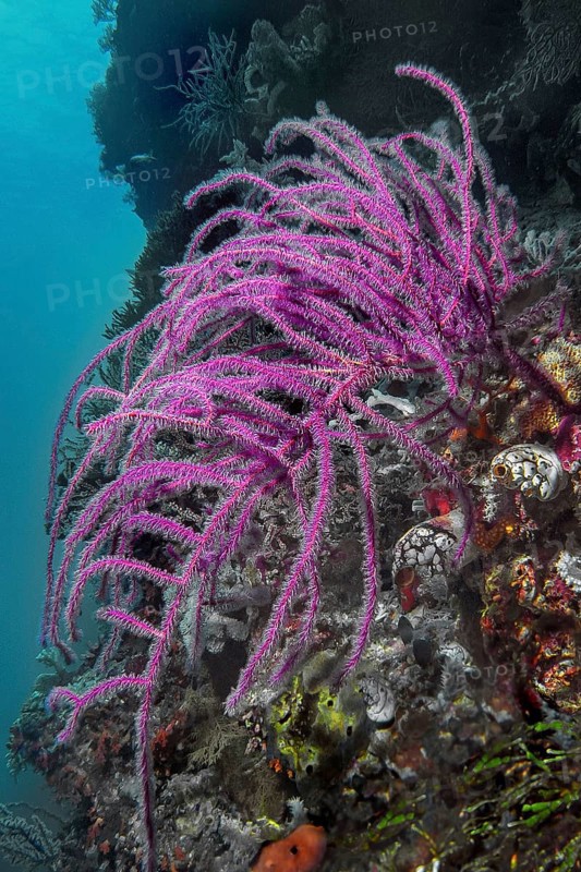 Feather gorgonian (Pseudopterogorgia bipinnata), Wakatobi Dive Resort, Sulawesi, Indonesia, Asia
