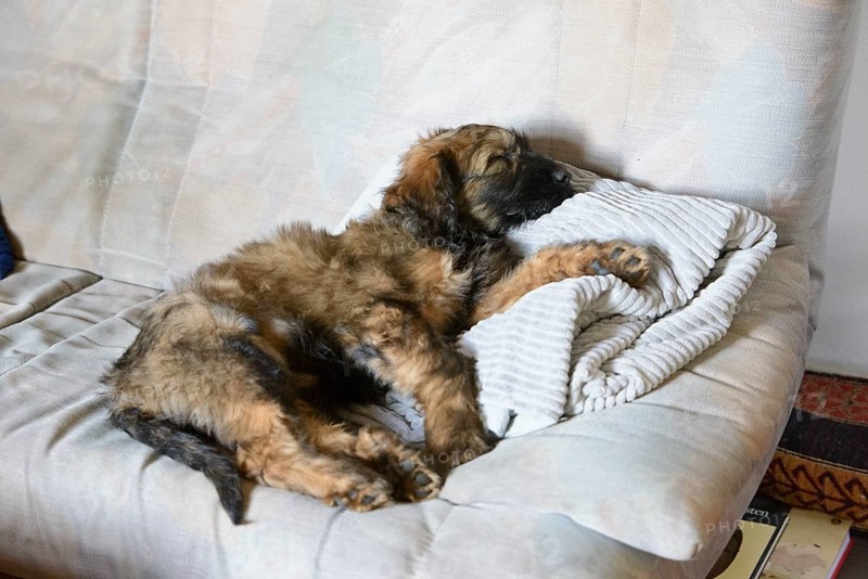 A relaxed puppy lies on a bed with pillows and looks to the side, Briard (Berger de Brie), puppy, 8 weeks old