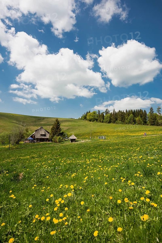 Mountain inn and flower meadow, Hinterwaldkopfhuette, Hinterwaldkopf, Hinterzarten, Black Forest, Baden-Wuerttemberg, Germany, Europe