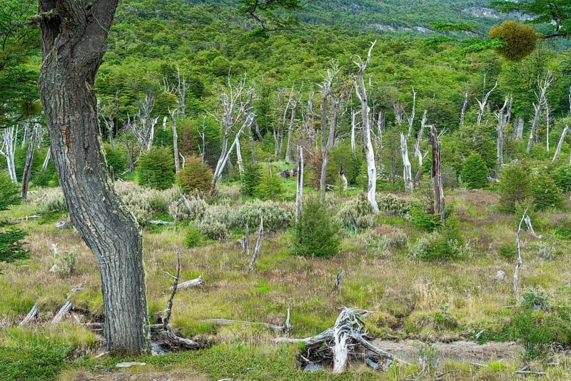 Forest of southern beeches (Nothofagus) in Tierra del Fuego National Park, Tierra del Fuego Island, Patagonia, Argentina, South America