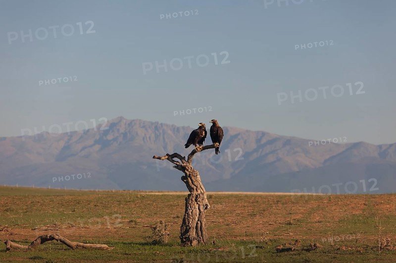 Pair of Iberian Eagles, Spanish Imperial Eagle (Aquila adalberti), Extremadura, Castilla La Mancha, Spain, Europe