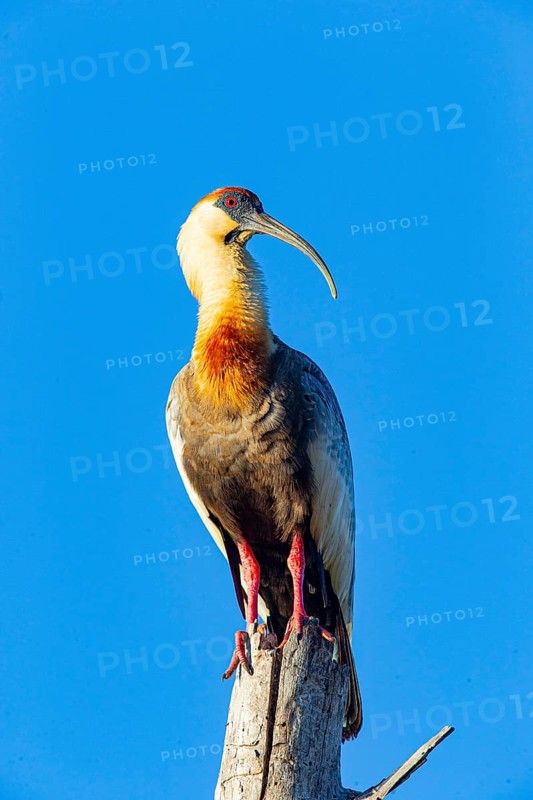 White-necked Ibis (Theristicus caudatus hyperorius) Pantanal Brazil