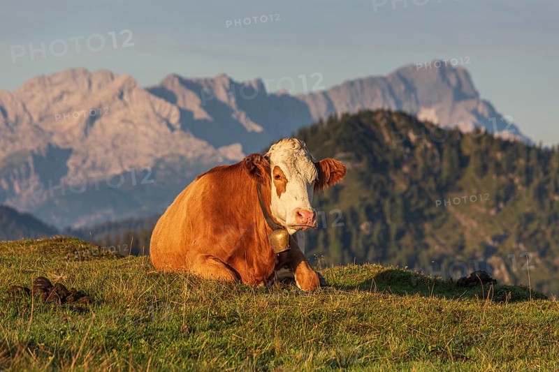Cow, cattle lying on alpine meadow in front of mountains, morning light, summer, Simetsberg, behind Zugspitze, Bavarian Alps, Upper Bavaria, Bavaria, Germany, Europe