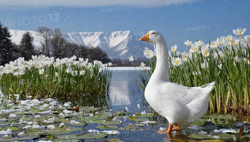 Ai generated, animal, animals, bird, birds, biotope, habitat, an, individual, swims, waters, reeds, water lilies, blue sky, foraging, wildlife, summer, seasons, domestic goose, geese, geese, geese birds, (Anser anser)