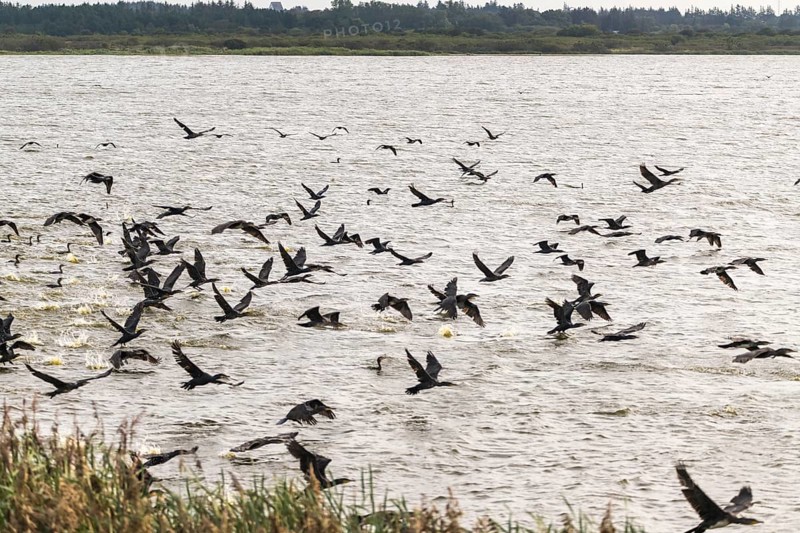 A flock of great cormorant (Phalacrocorax carbo) flying past, Henne Kirkeby, Syddanmark, Denmark, Europe