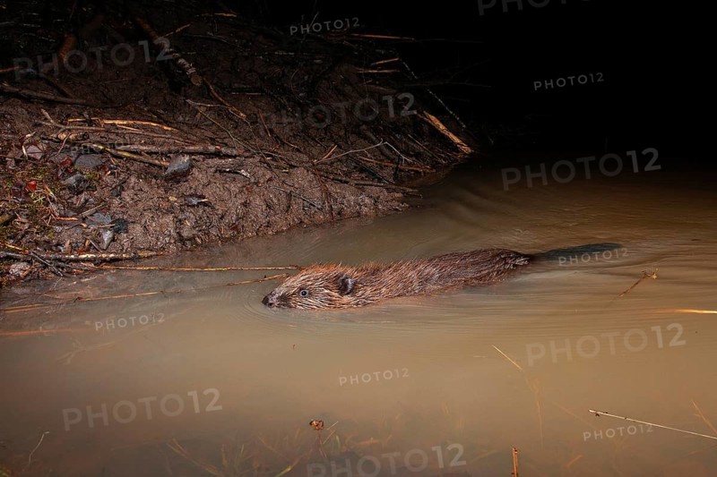 European beaver (Castor fiber) at the beaver lodge, Thuringia, Germany, Europe
