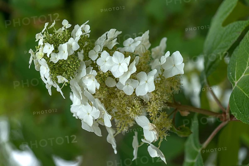 Blossom of an oakleaf hydrangea (Hydrangea quercifolia), Botanical Garden, Erlangen, Middle Franconia, Bavaria, Germany, Europe