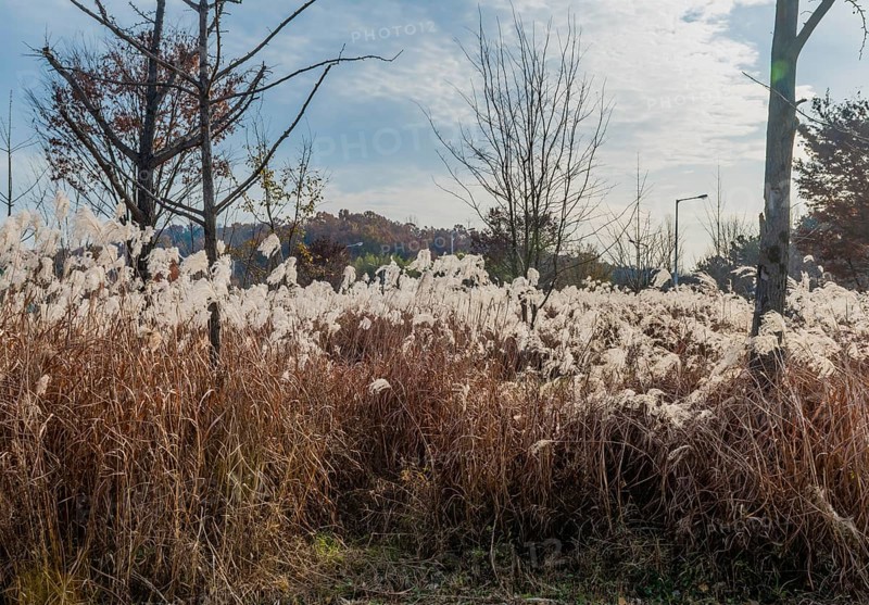 Autumn landscape of leafless trees growing in field of feather grass