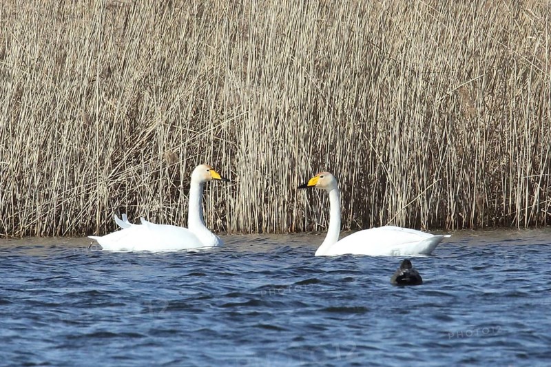Whooper swan two birds swimming side by side in water facing each other in front of reeds