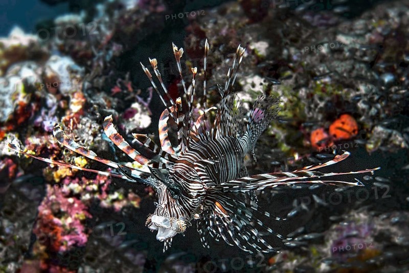Lionfish, (Pterois miles), Wakatobi Dive Resort, Sulawesi, Indonesia, Asia