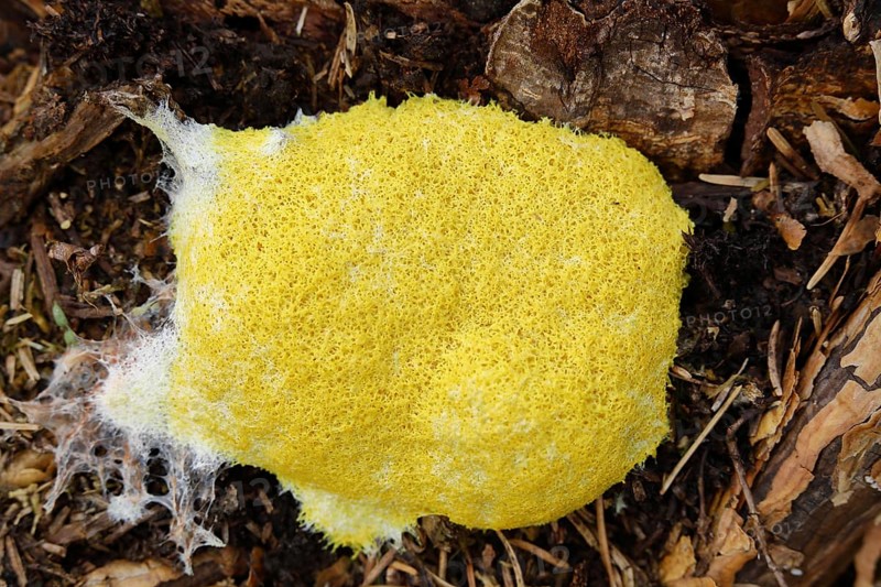 Dog vomit slime mold (Fuligo septica), witch's butter, yellow foamy fruiting body on tree stump, Wilnsdorf, North Rhine-Westphalia, Germany, Europe