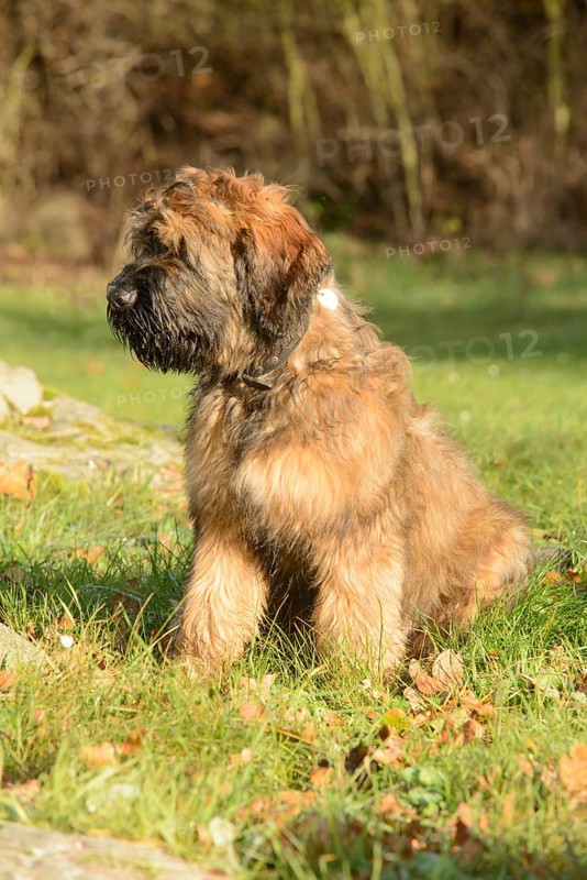Briard, young, 4 months old