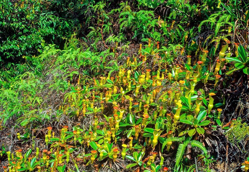 Seychelles, flora, pitcher plants, Africa