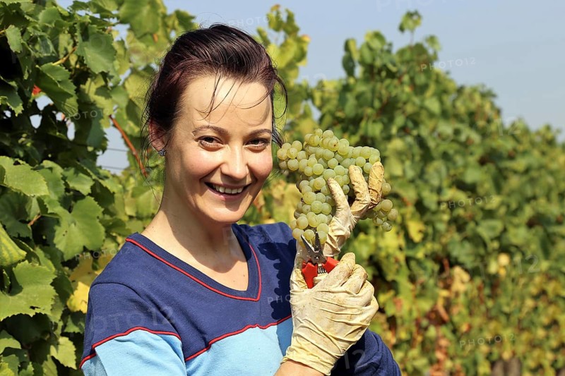 Symbolic image: Young woman hand-picking Chardonnay from the Norbert Gross winery in Meckenheim Pfalz (Bad Duerkheim district)