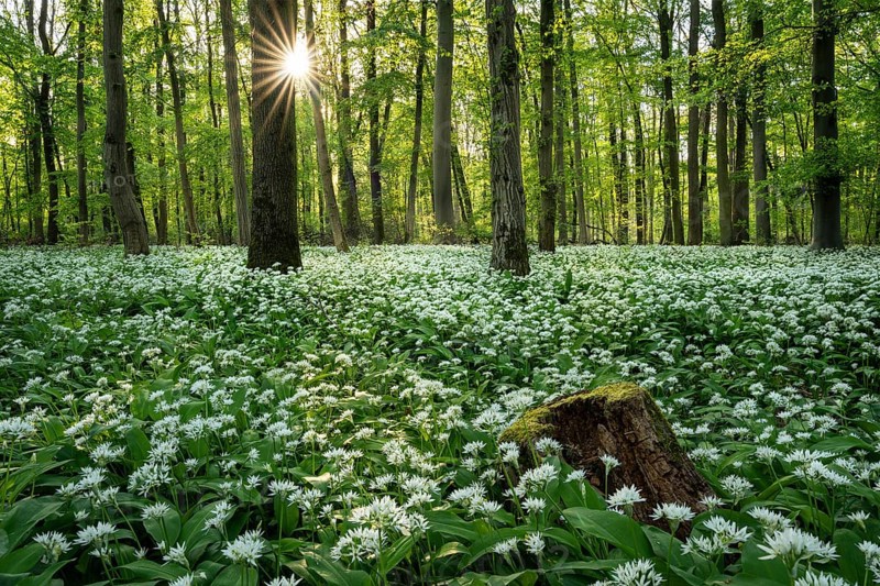A deciduous forest with white flowering ramson (Allium ursinum) in spring in the evening sun with a sun star. A tree stump in the foreground. Rhine-Neckar district, Baden-Wuerttemberg, Germany, Europe