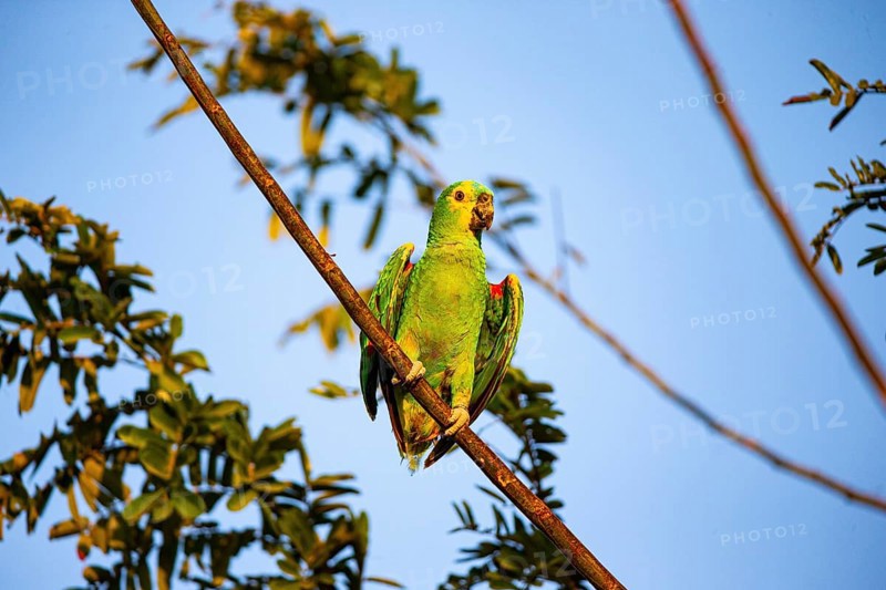 Blue-fronted Amazon (Amazona aestiva (Pantanal Brazil