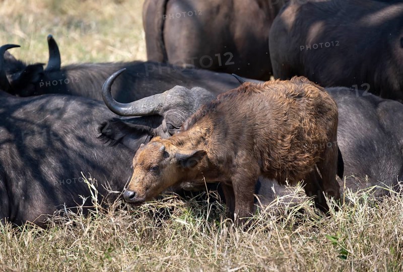 African buffalo (Syncerus caffer caffer), calf with herd, African savannah, Kruger National Park, South Africa, Africa