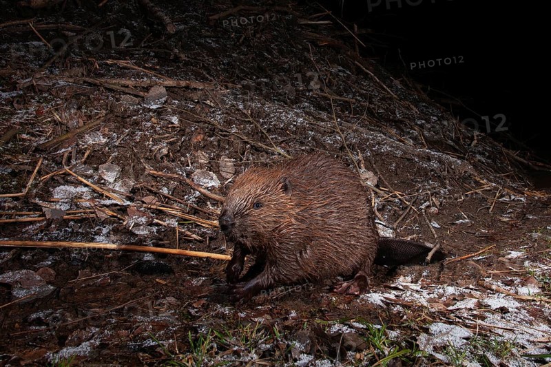 European beaver (Castor fiber) at the beaver lodge in winter, Thuringia, Germany, Europe