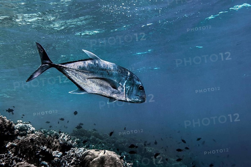 Bigeye jack mackerel (Caranx latus), Wakatobi Dive Resort, Sulawesi, Indonesia, Asia