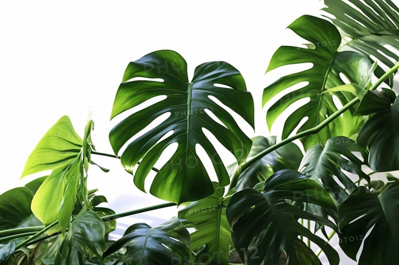 Tropical large Monstera Deliciosa houseplant. KI generiert, generiert AI generated
