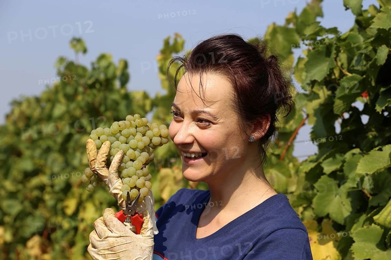 Symbolic image: Young woman hand-picking Chardonnay from the Norbert Gross winery in Meckenheim Pfalz (Bad Duerkheim district)