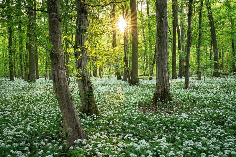 A deciduous forest with white flowering ramson (Allium ursinum) in spring in the evening sun with a sun star. Rhine-Neckar district, Baden-Wuerttemberg, Germany, Europe