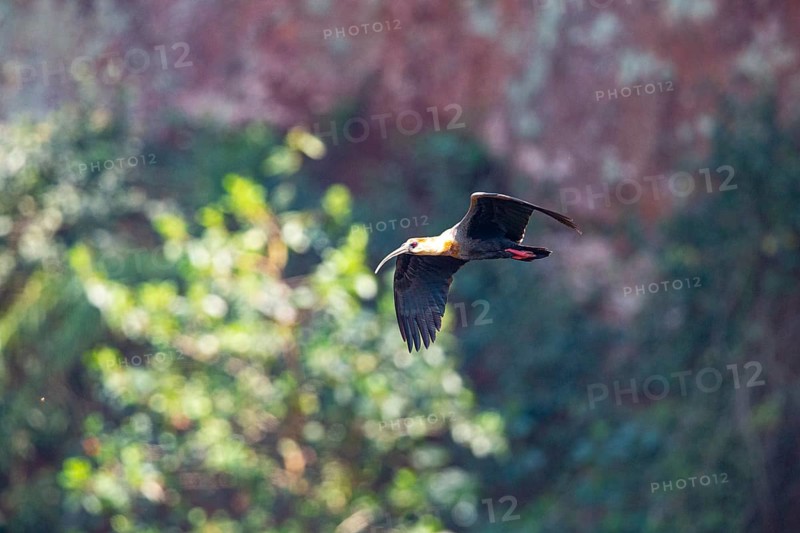 White-necked Ibis (Theristicus caudatus hyperorius) Pantanal Brazil