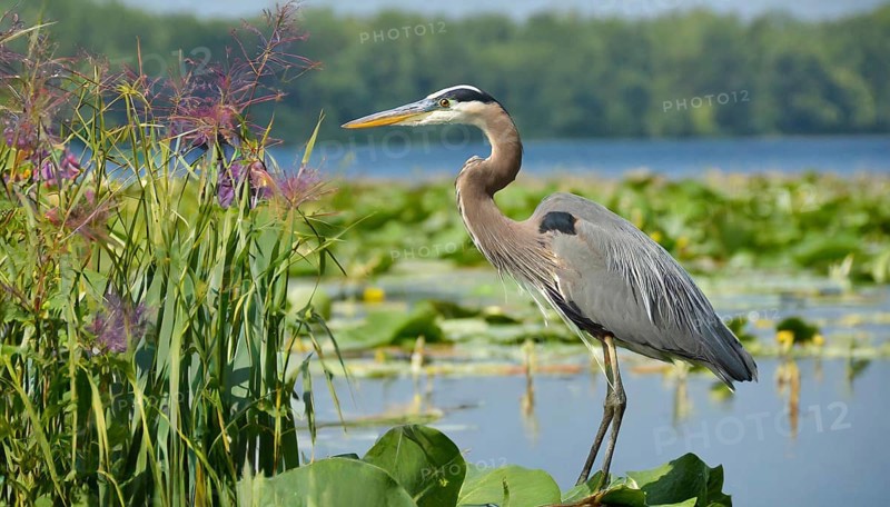 KI generated, animal, animals, bird, birds, biotope, habitat, one, individual, water, reed, winter, snow, blue sky, foraging, wildlife, seasons, heron, little blue heron (Egretta caerulea), Florida, Mexico, Central America