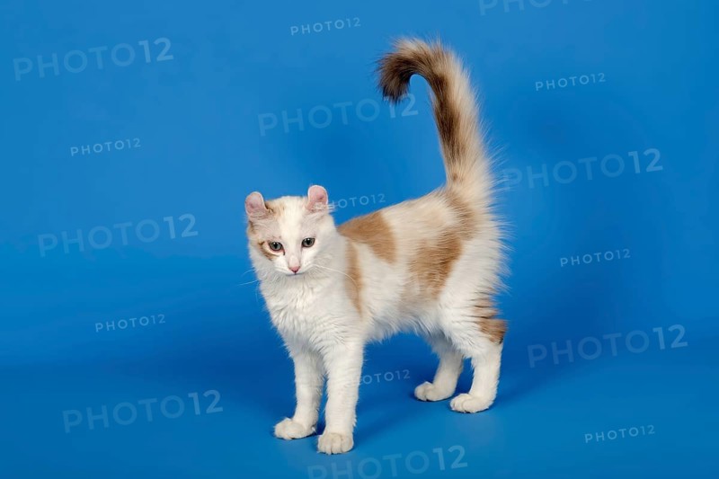 American-Curl kitten, age 17 weeks, colour seal torbie point with white, studio picture