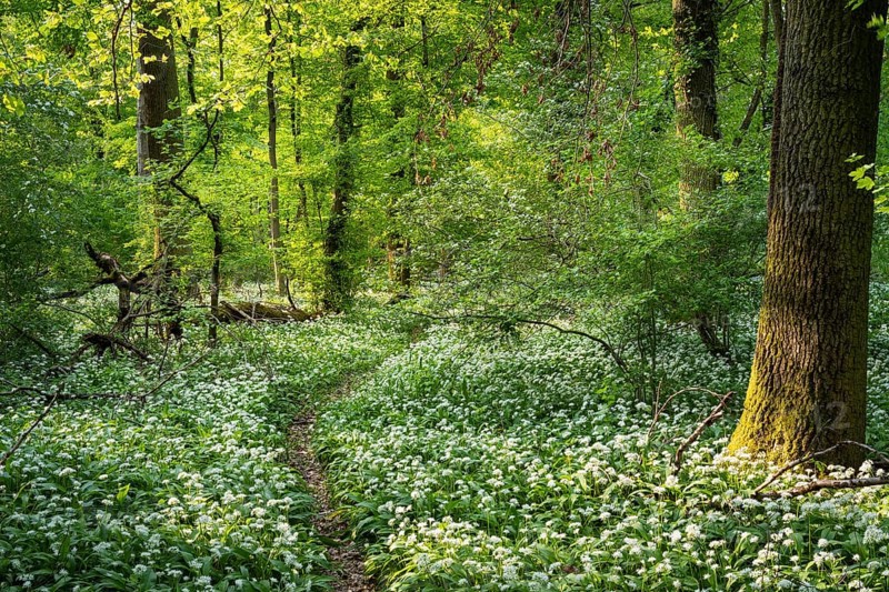 A path leads through a deciduous forest with white flowering ramson (Allium ursinum) in spring in the evening sun. Rhine-Neckar district, Baden-Wuerttemberg, Germany, Europe