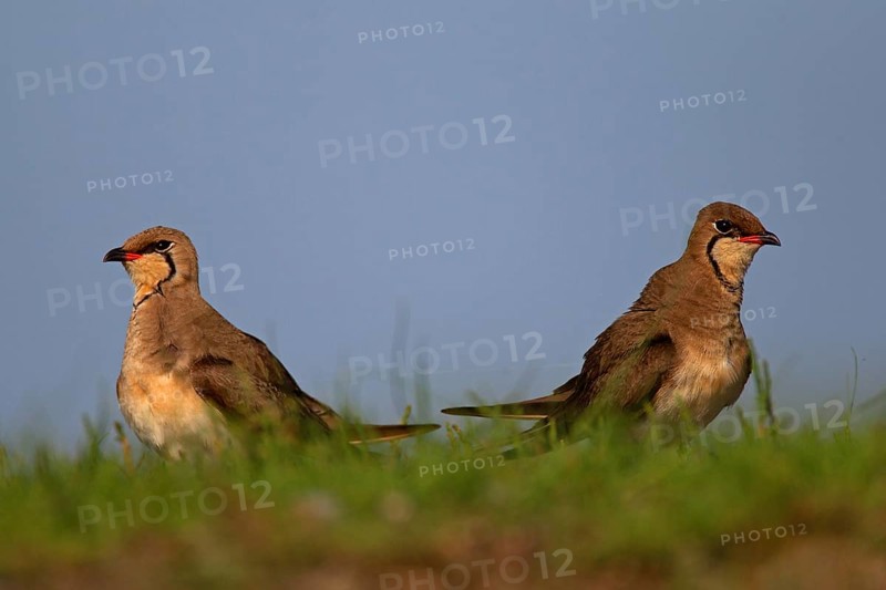 Collared pratincole (Glareola pratincola), Danube Delta Biosphere Reserve, Romania, Europe