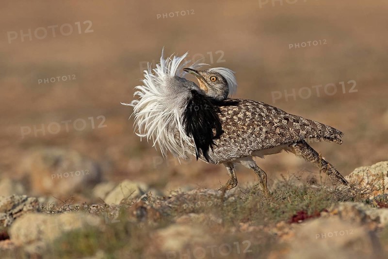 Saharan Houbara Bustard (Chlamydotis undulata fuertaventurae), mating male, Fuerteventura, Spain, Europe