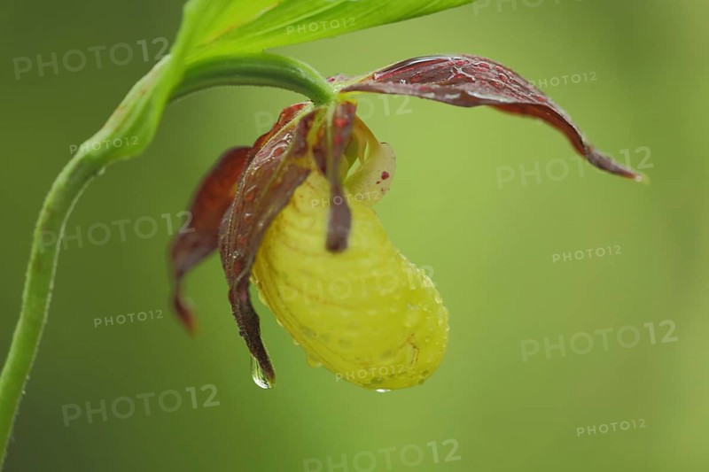 Yellow lady's slipper orchid (Cypripedium calceolus), flower, detail, water drop, nature photography, Grosskochberg, Thuringia, Germany, Europe