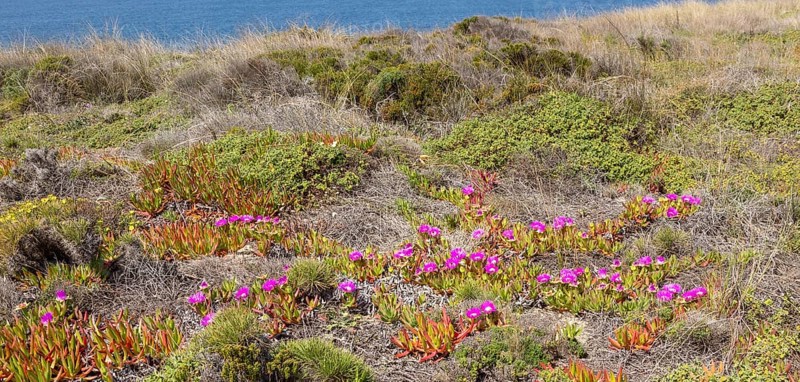 Vegetation Rota Vicentina Fishermen's Trail long distance coast path, Odeciexe, Algarve, Portugal, Europe