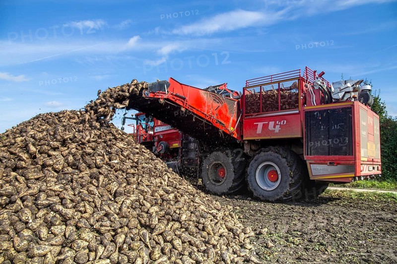 Sugar beet harvest in the Palatinate: The large mountains full of sugar beet at the edge of the field can be seen everywhere in autumn. A few days after the harvest, these sugar beets are loaded into the trailer of a lorry by a beet mouse and driven to the sugar beet factory in Offstein