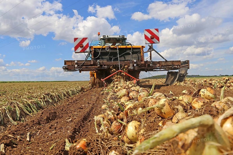 Farmer Markus Frank from Frankenthal during the agricultural onion harvest (onion harvesting)