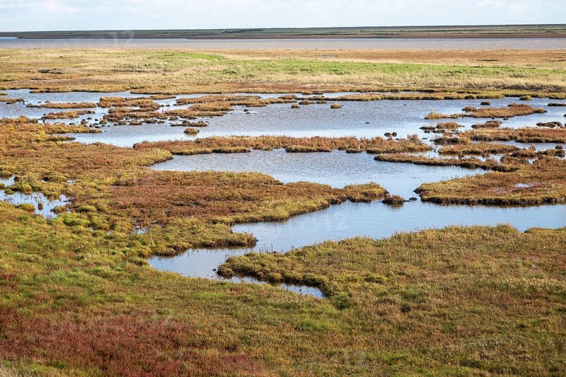 Pools of water in saltings salt marsh by River Ore with Orford Ness beyond, Suffolk, England, UK