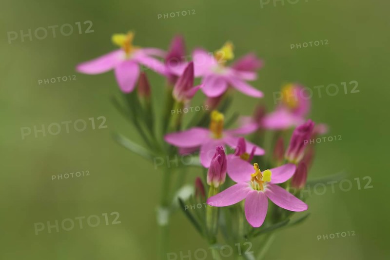 Centaurium pulchellum (Centaurium erythraea), flowers, detail, nature photograph, Bergenheimer Heide, Ortenberg, Rhineland-Palatinate, Germany, Europe