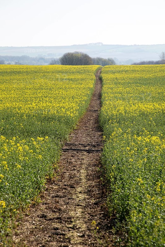Footpath crossing filed of yellow flowering oilseed rape crop, near Wroughton, Wiltshire, England, UK