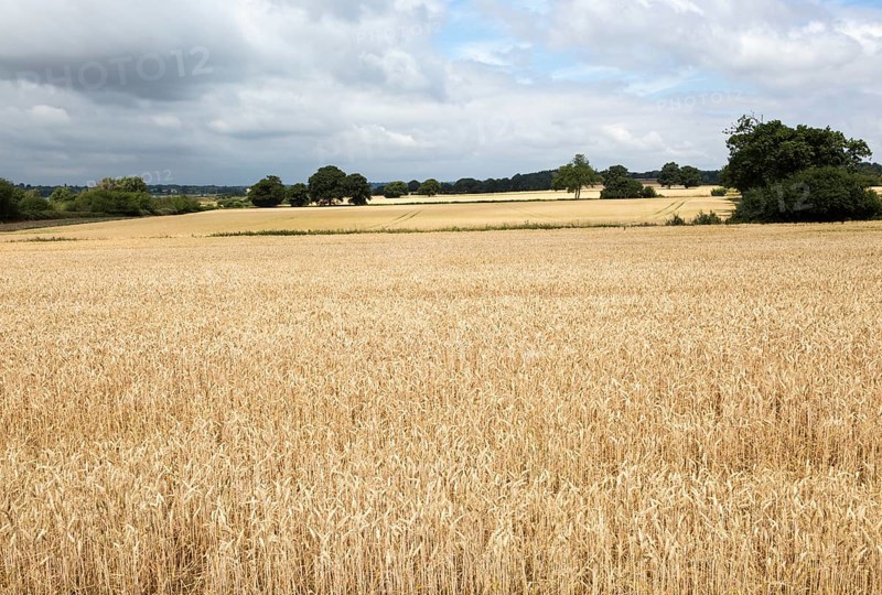 Field of golden ripe wheat crop under overcast grey sky, River Deben valley, Sutton, Suffolk, England, UK