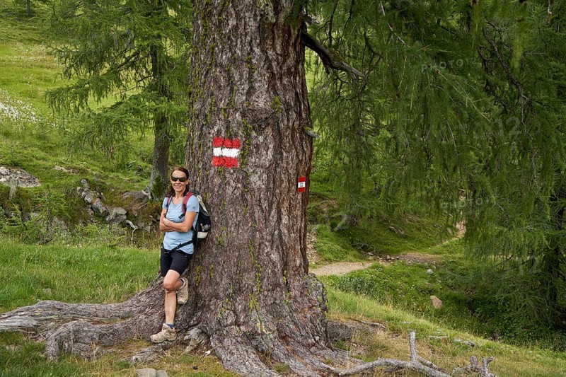 Woman with an old larch tree, Kirchheimer Wolitzen Alm, Nockberge, Carinthia, Austria, Europe