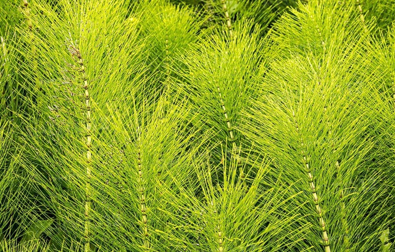 Common Horsetail Equisetum arvense plant, Suffolk, England, UK