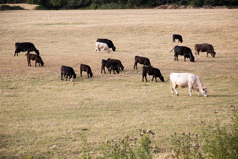 Cattle graze in hillside evening light, Cherhill, Wiltshire, England, UK