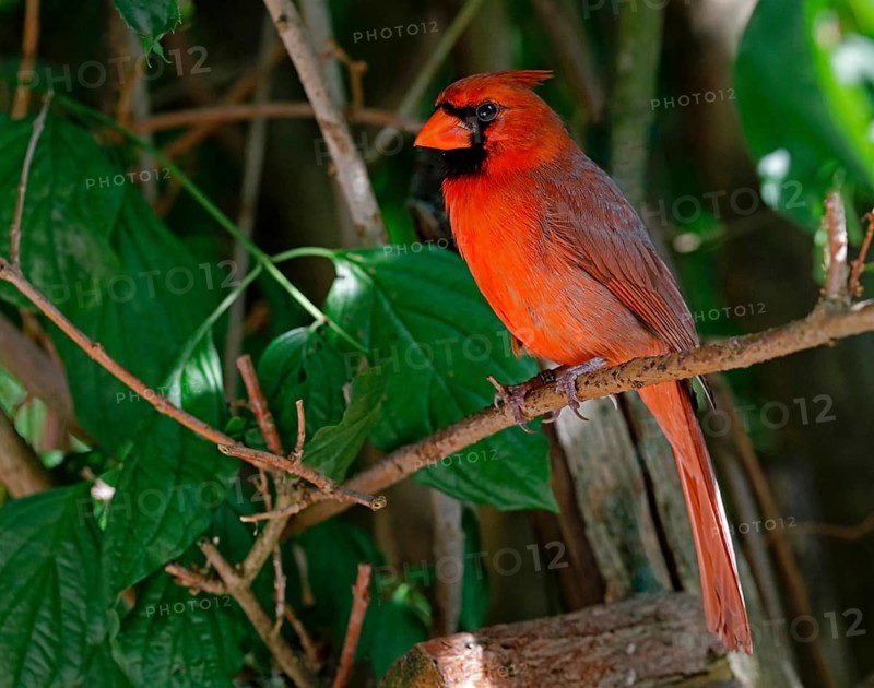 Male Northern Cardinal (Cardinalis cardinalis), a mid sized songbird common in Eastern North America, Bermuda, Atlantic, North America