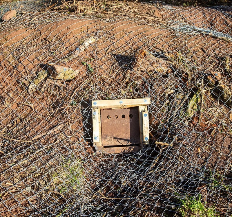 Eviction of badgers clearance of badger sett using metal fencing and one way exit gates, part of HS2 project near Kenilworth, Warwickshire, England, November 2020