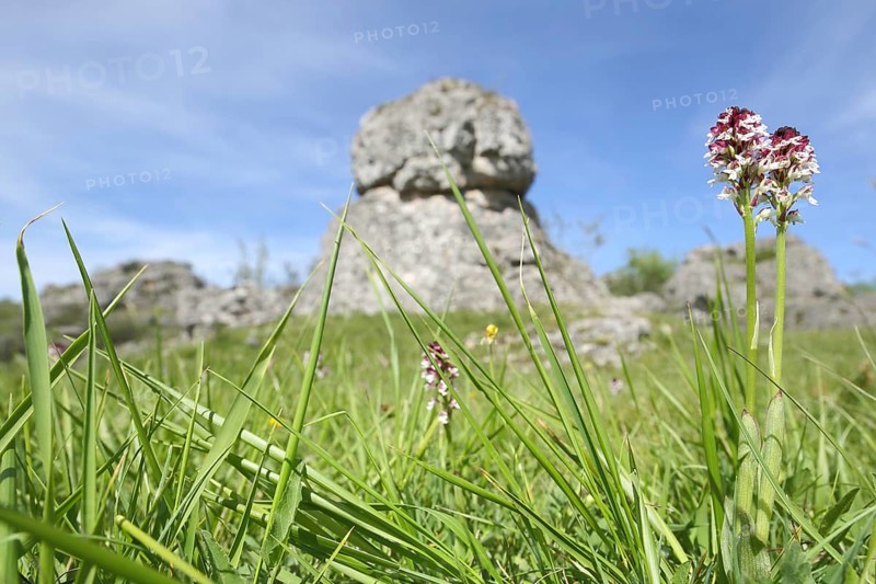 Burnt-tip orchid (Orchis ustulata), rock formation, limestone rock, limestone, environment, blades of grass, landscape, Chaos de Nimes le Vieux, Causse Mejean, Cevennes, Massif Central, France, Europe