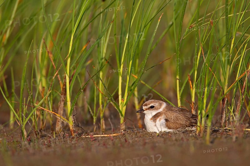 Kentish plover (Charadrius alexandrinus) Female breeding on the ground at the water's edge, Danube Delta Biosphere Reserve, Romania, Europe
