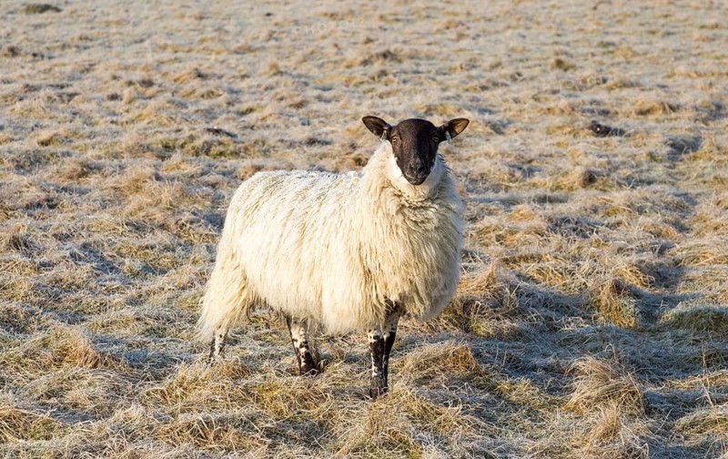 Scotch mule sheep grazing frosty Windmill Hill, a Neolithic causewayed enclosure, near Avebury, Wiltshire, England, UK