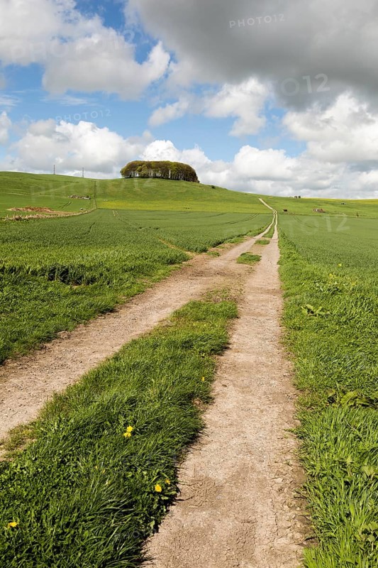 Path leading towards chalk scarp slope at Furze Knoll, Morgan's Hill, Marlborough Downs, Wiltshire, England, UK