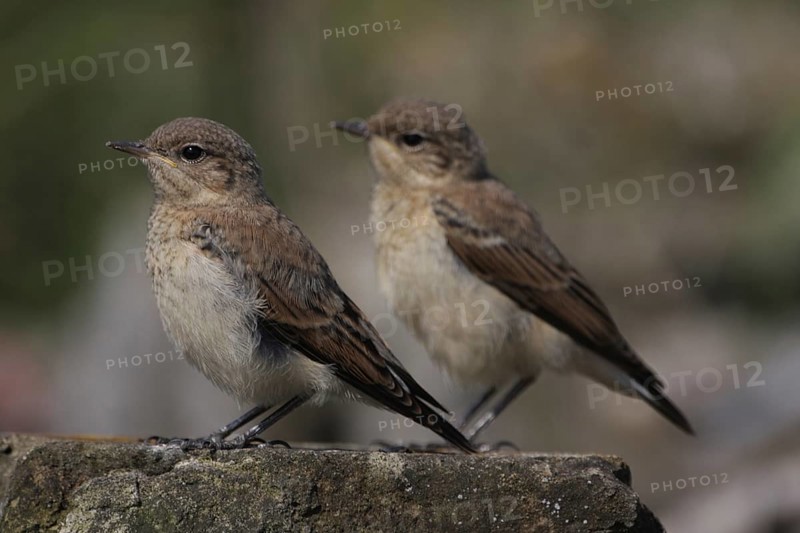 Two young northern wheatear (Oenanthe oenanthe), juvenile, two, synchronised, equal, Fueloephazi buckavidek, Kiskunsag National Park, Hungary, Europe